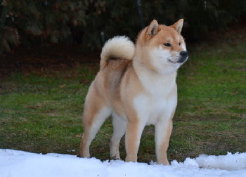 Шиба высокопородная, купленная за совсем другие деньги Шоу-класс