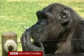 Шимпанзе-курильщик.jpg