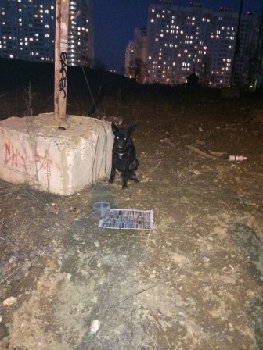 16 марта 2015 собака в Кузнечиках.jpg