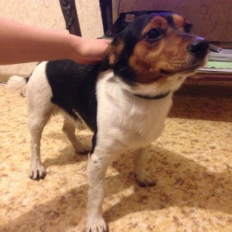 16 марта 2015 джек найден в Кузнечиках.jpg