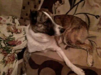 17 марта 2015 пропала собака месяц назад1.jpg