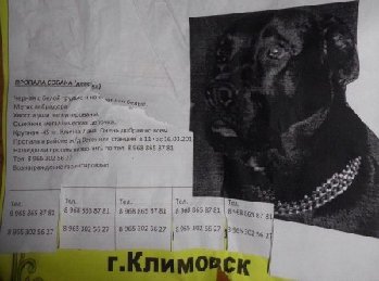 16 марта 2015 собака на станции ЭТО ОНА НАЙДЕНА.jpg