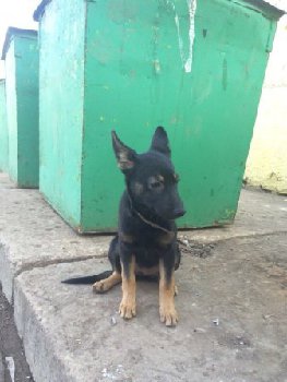 18 марта щенок с мусорки1jpg.jpg