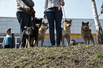 рост ниже колена хозяев, которые сами не гиганты, и у сук и у кобелей