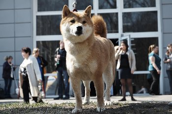 отдельно взятая собака  кажется крупной