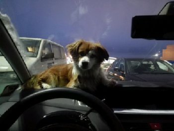 19 марта 2015 удрал этот парень на 43 армии 19.jpg