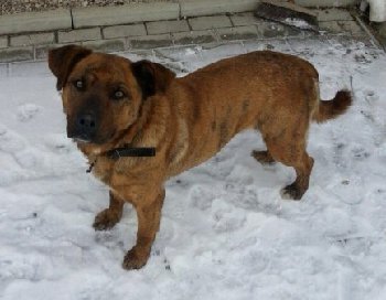 22 марта 2015 найдена собака на Щербинке112.jpg