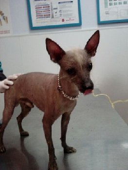 25 марта 2015 нпйдеа китйская хохлатая на Ленинцев.jpg