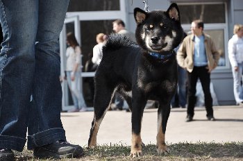 папа Таро, ЮЧР, 4 место на монопородной выставке НИППО 2014г