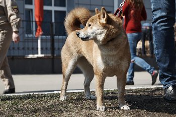 мама Рика, ЮЧР ЧР 4 место на монопородной выставке НИППО 2013