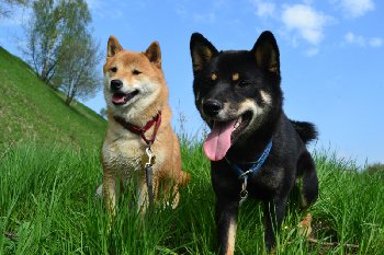 наша семейная пара