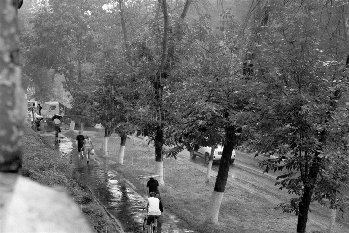 зеленый газон под нашими окнами двумя годами раньше