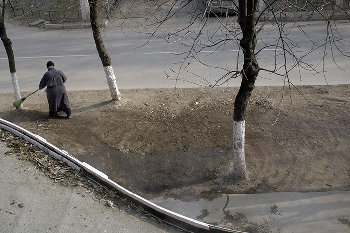 на снимке видно, как грубо выметается с газона семя при помощи жесткой метлы