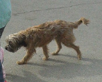 29 марта 2015 терьер на Силикатной.jpg