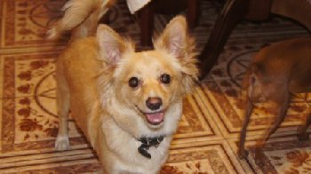 30 марта 2015 пропала собака у Магнолии.jpg