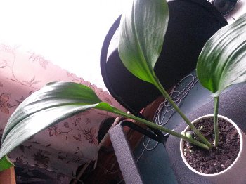 Как называется?