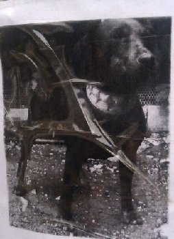 2 октября пропал Ягдтерьер1.jpg