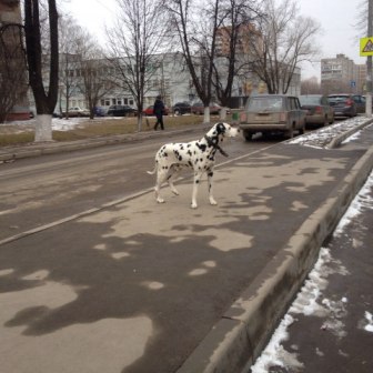 31 марта 2015 далматин в Парковом1.jpg