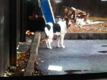 1 апреля 2015 та, что ягд.jpg