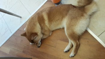 Наша первая рыжая королева Хатти (АмэНо Идзумэ)