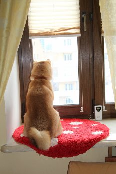 Наша первая рыжая королева Хатти (АмэНо Идзумэ)