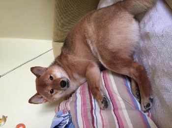 Девочка из помета 2_Бьякка