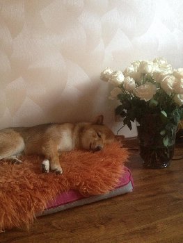 Люччи после съемок , весь в цветах