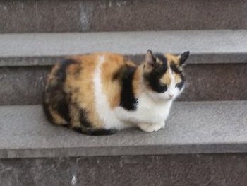 5 апреля 2015 кошка трехцветка.jpg