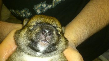 не собака а бобер какой-то!