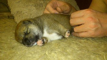 чешите меня любите меня