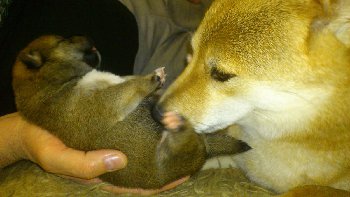 мама моет и намывает