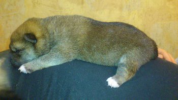 ползи ползи улитка по склону Фудзи