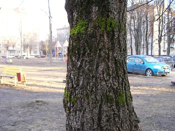 Полоски от скотча