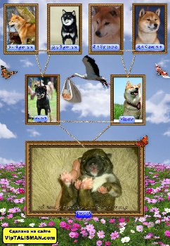 генеалогическое древо )))