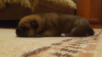 такая уже большая собака!