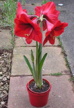 Hippeastrum-520x752.jpg