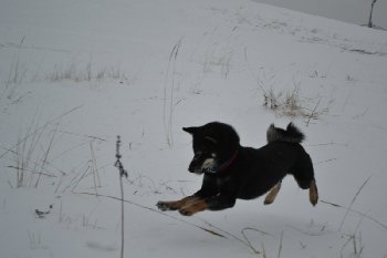 ЛЕТАЮЩИЙ ПАПА