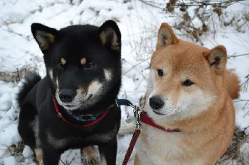 ПАРА НОВОБРАЧНЫХ ЯНВАРЬ 2015