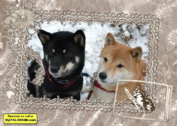 МОЛОДОЖЕНЫ ЯНВ 2015