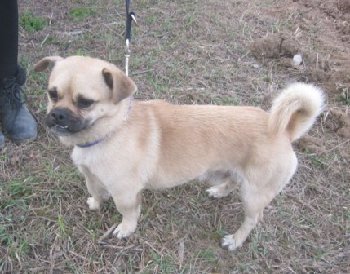 14 апреля 2015 собака в Ерино найдена.jpg