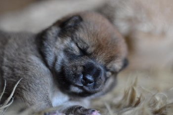 8 день глаза еще не открыты