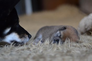 папа наблюдает и охраняет