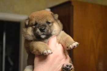 сегодня Уже собака-собака!!! 3 недели  от роду