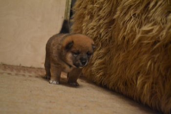 сегодня20 день от роду и почти бегаем!!!