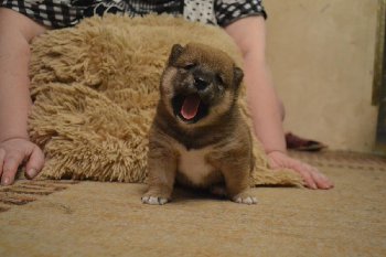 20 день Научились громко зевать