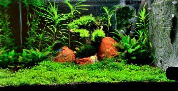 29 день(другой вид)