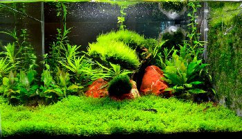 49 день(другой вид)