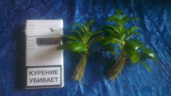 кстати - как правильно называется травина?