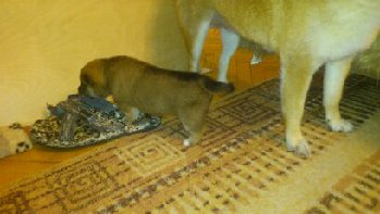 А &quot;баю- бай &quot; уже ходит вовсю