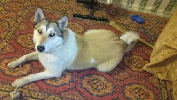 23 апреля 2015 найдена лайка в Подольске1.jpg